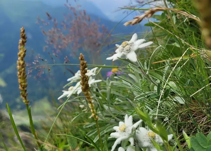 Herzog Lägenhet Kaprun